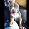 lilcinna_thebully