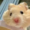 hamsterismeebaby