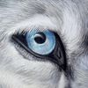 graywolf25