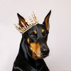 pepperthedobie