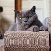 hercules_the_blue_cat