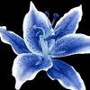 juliett562