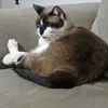 plinio_o_gato