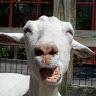 goatymacgoatface