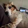 beaglelover223