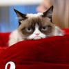 grumpykat21