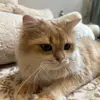 wigglepawss