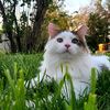 greg_the_ornery_cat