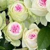 _flowers_172