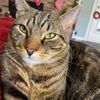 thatcatlover3
