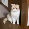 nekokawaiiiiii