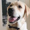 brodypiethelab