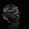 black_rose522