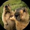 capybara06969