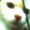 geepardcyu