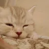 leonid_grinch