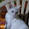 usercatlady84