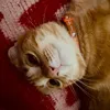 kattrang_0501