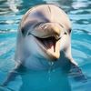 dolphin898