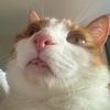 orangeboyron