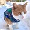 zorrito_the_cat