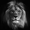 shad__06
