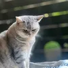catmom110123