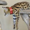 Savannah cats