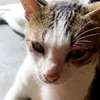 debbynovita06