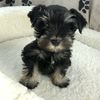 bowser_minischnauzer