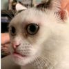 pheyedeaux