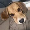 beagleteresa