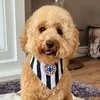 Max The Cockapoo Puppy 🐾