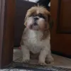 chubucinci