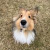 sportingsheltie