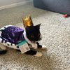 thequeenofcats143