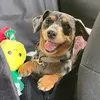 bettythemini
