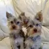 bazandalyorkies