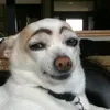 memeflixpro