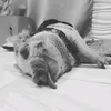 Archi_king22