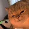 hoangvgvd