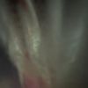 noahphelps0