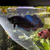 fishtokbetta