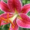 lillie7772