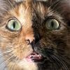 stinkycatpawss