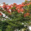 phamvantri24
