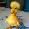 pato_runquero