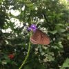 butterhands18