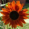 canadian_girl0550