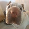 spikethesharpei2.0